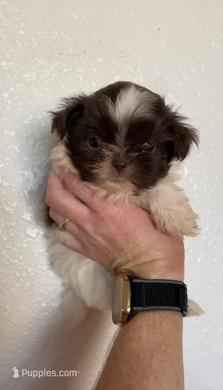 Max – Shih Tzu puppy for sale in Hesperia, CA