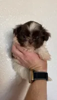Max, a male Shih Tzu for sale in Hesperia, CA – 1 of 3