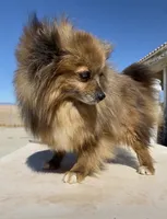 Foxy, a female Pomeranian for sale in Hesperia, CA – 2 of 5