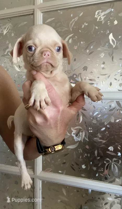 Frosty – Pug puppy for sale in Hesperia, CA