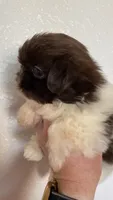 Coco, a female Shih Tzu for sale in Hesperia, CA – 2 of 4