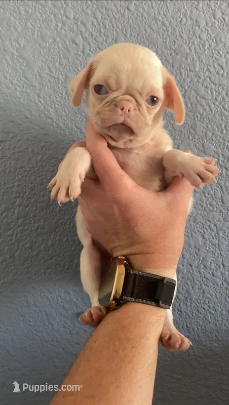 Frosty – Pug puppy for sale in Hesperia, CA