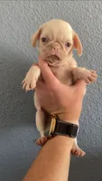 Frosty, a male Pug for sale in Hesperia, CA – 1 of 2