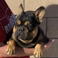 Rhino, a male French Bulldog for sale in Hesperia, CA – Photo 1 of 4