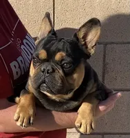 processed/84cd24f5-3e86-426b-b58e-3c35d4f94008/listing/662eef43-f466-4f1b-a580-77228fd421c1/2fdd269a-66ec-4f6e-a272-c9716ed2407a