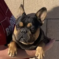 Rhino, a male French Bulldog for sale in Hesperia, CA – Photo 4 of 4