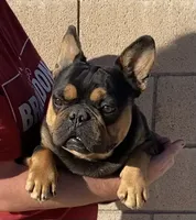 processed/84cd24f5-3e86-426b-b58e-3c35d4f94008/listing/662eef43-f466-4f1b-a580-77228fd421c1/3a771749-125d-42b7-9021-39be4f28fdad