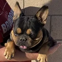 Rhino, a male French Bulldog for sale in Hesperia, CA – Photo 3 of 4