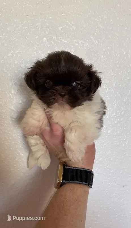 Coco – Shih Tzu puppy for sale in Hesperia, CA