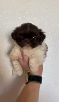 Coco, a female Shih Tzu for sale in Hesperia, CA – 1 of 4