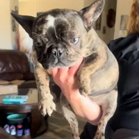 Misty, a female French Bulldog for sale in Hesperia, CA – Photo 1 of 2
