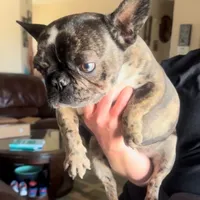 Misty, a female French Bulldog for sale in Hesperia, CA – Photo 2 of 2