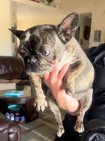 Misty, a female French Bulldog for sale in Hesperia, CA – Photo 2 of 2