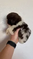 Coco, a female Shih Tzu for sale in Hesperia, CA – 3 of 4