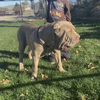 Simba, a male Neapolitan Mastiff for sale in Hesperia, CA – Photo 2 of 3
