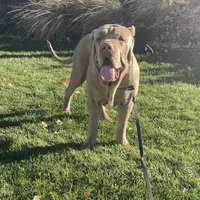Simba, a male Neapolitan Mastiff for sale in Hesperia, CA – Photo 3 of 3