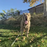 Simba, a male Neapolitan Mastiff for sale in Hesperia, CA – Photo 1 of 3
