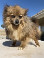 Foxy, a female Pomeranian for sale in Hesperia, CA – 4 of 5