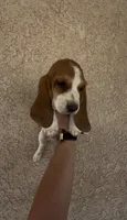 Daisy , a female Basset Hound for sale in Hesperia, CA – 2 of 3
