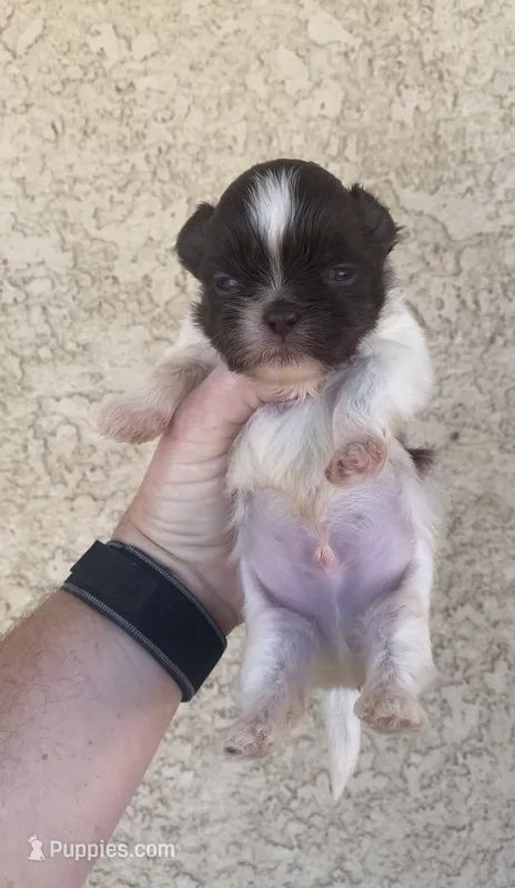 Bear – Shih Tzu puppy for sale in Hesperia, CA