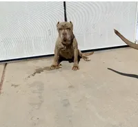 Nala, a female Neapolitan Mastiff for sale in Hesperia, CA – Photo 1 of 2