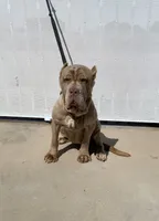 Nala, a female Neapolitan Mastiff for sale in Hesperia, CA – Photo 2 of 2