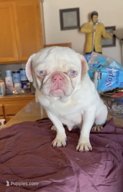 Lovely – Pug puppy for sale in Hesperia, CA