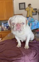 Lovely, a female Pug for sale in Hesperia, CA – 1 of 2