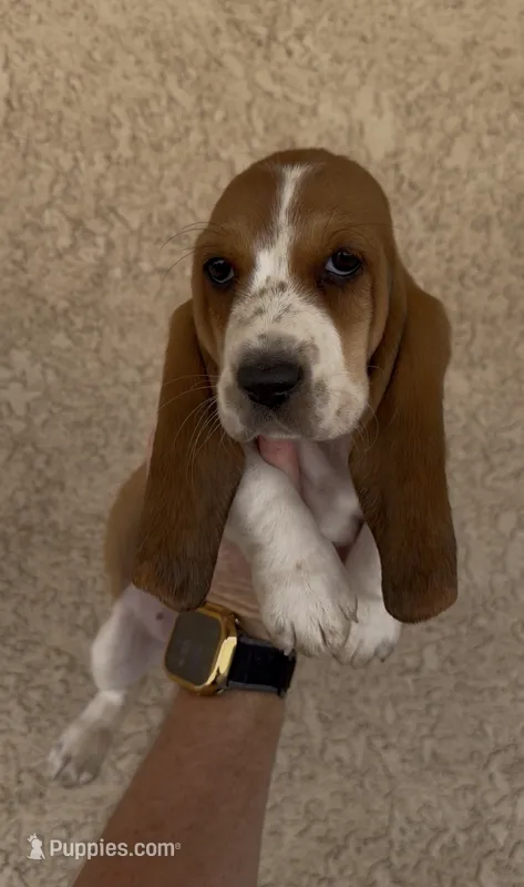 Honey – Basset Hound puppy for sale in Hesperia, CA