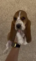 Honey, a female Basset Hound for sale in Hesperia, CA – 1 of 4