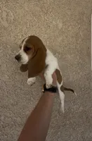 Daisy , a female Basset Hound for sale in Hesperia, CA – 3 of 3
