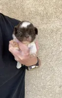 Chloe, a female Shih Tzu for sale in Hesperia, CA – 2 of 3