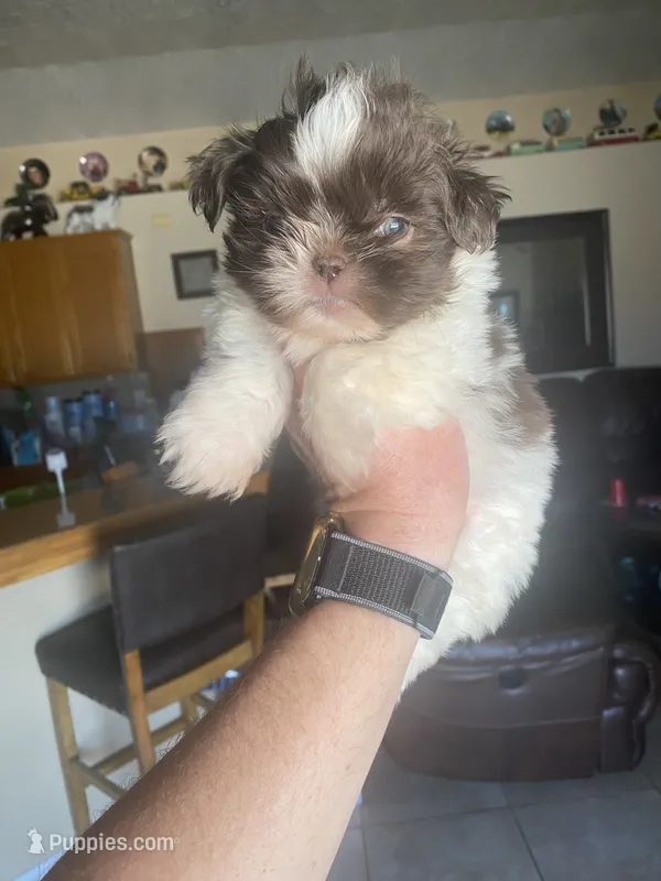 Max – Shih Tzu puppy for sale in Hesperia, CA