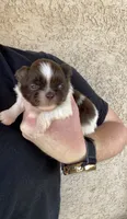 Bear, a male Shih Tzu for sale in Hesperia, CA – 2 of 3