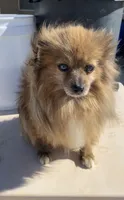 Foxy, a female Pomeranian for sale in Hesperia, CA – 1 of 5