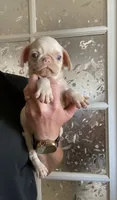 Ryan, a male Pug for sale in Hesperia, CA – 1 of 2