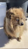 Foxy, a female Pomeranian for sale in Hesperia, CA – 3 of 5