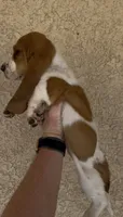 Honey, a female Basset Hound for sale in Hesperia, CA – 3 of 4