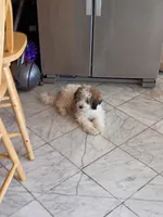 Piqulas , a male Miniature Goldendoodle for sale in Chicago, IL – Photo 7 of 8