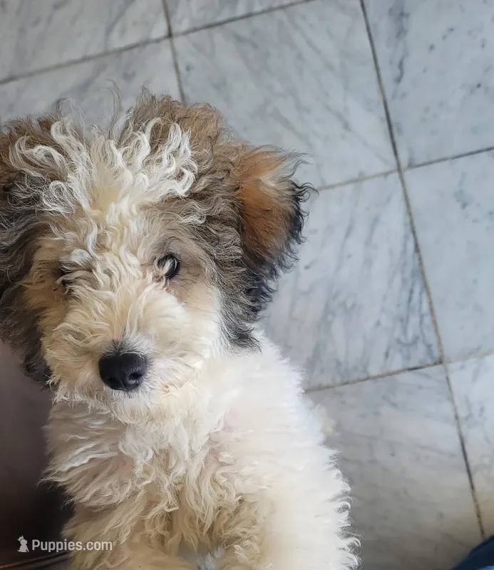 Piqulas  – Miniature Goldendoodle puppy for sale in Chicago, IL
