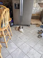 Piqulas , a male Miniature Goldendoodle for sale in Chicago, IL – Photo 8 of 8