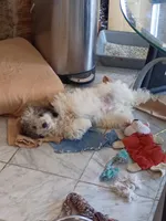 Piqulas , a male Miniature Goldendoodle for sale in Chicago, IL – Photo 3 of 8