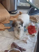 Piqulas , a male Miniature Goldendoodle for sale in Chicago, IL – Photo 2 of 8