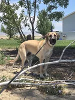 Rambo, a male Great Pyrenees and Rhodesian Ridgeback for sale in Loma, CO – 1 of 4