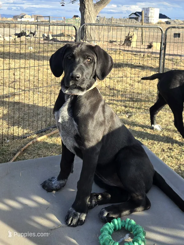 Spinach Artichoke Dip