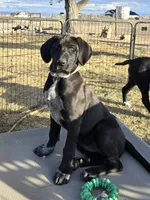 Spinach Artichoke Dip, a female Great Pyrenees and Rhodesian Ridgeback for sale in Loma, CO – Photo 1 of 10