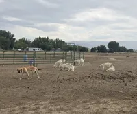 Rambo, a male Great Pyrenees and Rhodesian Ridgeback for sale in Loma, CO – 5 of 7