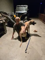 Rambo, a male Great Pyrenees and Rhodesian Ridgeback for sale in Loma, CO – 3 of 4