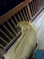 Rambo, a male Great Pyrenees and Rhodesian Ridgeback for sale in Loma, CO – 4 of 4