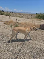 Rambo, a male Great Pyrenees and Rhodesian Ridgeback for sale in Loma, CO – 2 of 4